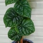 Monstera dubia Ліст