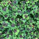 Oxalis tetraphylla 葉