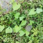 Ipomoea obscura Φύλλο