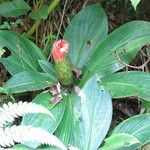 Costus amazonicus Flor
