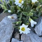 Cerastium latifolium 花