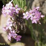 Campylanthus salsoloides Otro