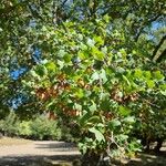 Acer sempervirens Fulla