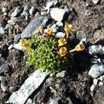 Diapensia lapponica Kwiat