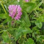 Trifolium pratense花