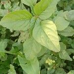 Amaranthus deflexus Feuille