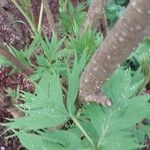 Paeonia ludlowii Diğer