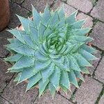 Aloe polyphylla Blad