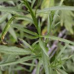 Euthamia occidentalis Hoja