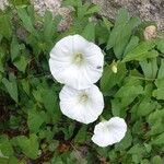 Calystegia silvatica Floare