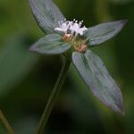 Spermacoce remota Flower