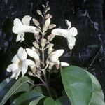 Amphilophium magnoliifolium Flower