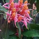 Aphelandra sinclairiana Flor