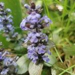 Ajuga reptans花