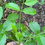 Zanthoxylum caribaeum Leaf