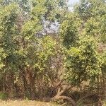 Cordia dichotoma Habit