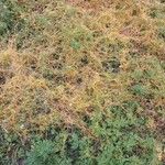 Cuscuta campestris Συνήθη χαρακτηριστικά