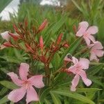 Nerium oleander Flor