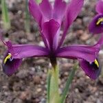 Iris histrioides Flower