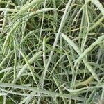 Brassica napus Φρούτο