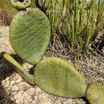 Tacinga inamoena Hoja