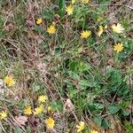 Hieracium glaucinum Habit