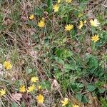 Hieracium glaucinum عادت