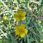 Ranunculus linguaFlower