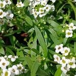 Lobularia maritima Levél