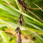 Carex frigida Квітка