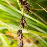 Carex frigida Fula