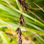 Carex frigida Flor