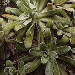 Saxifraga hostii Likasa