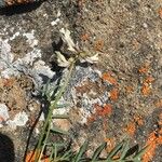 Astragalus australis ফুল