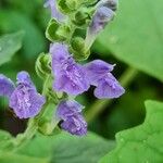 Scutellaria ovata Flower