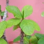 Euphorbia milii Folla