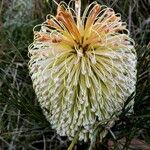 Banksia grossa