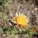 Carlina hispanicaFlower