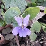 Viola odorata Blüte