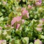 Origanum rotundifolium 花