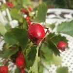 Crataegus douglasii 果実