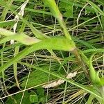 Tragopogon pratensis Folha