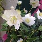 Helleborus nigerFiore