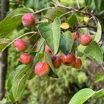 Malus baccata Gyümölcs