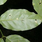 Lonchocarpus oliganthus Лист