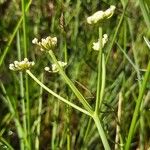 Oenanthe fistulosa Flower