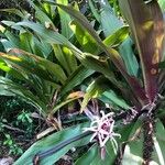 Crinum asiaticum Flor