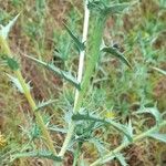 Carthamus lanatus Leaf