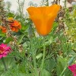 Eschscholzia californicaBlüte