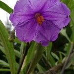 Solanum nudum Flower